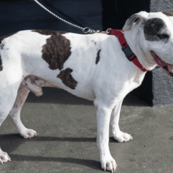 This is Patrick, a black and white spotted mixed breed, 6 yrs old, available for adoption at Nassasu Humane Society in Fernandina Beach, FL